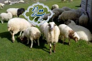 بررسی واردات دام زنده
